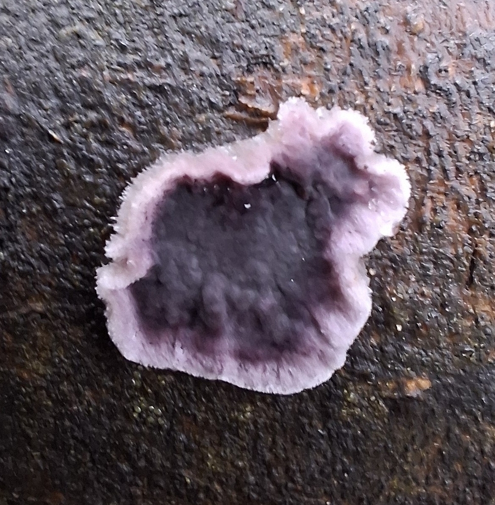 Chondrostereum purpureum · November 2025 · photo: © caracalshan (iNaturalist, cc-by)