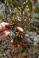 Eucalyptus lehmannii