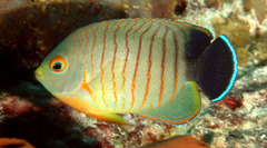 Blacktail Angelfish photo 4