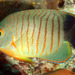 Eibl's Angelfish - Photo (c) FishWise Professional, some rights reserved (CC BY-NC-SA)