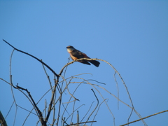 Pyrocephalus rubinus