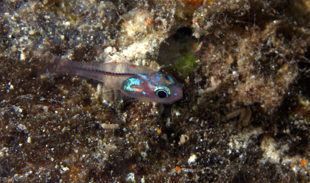 Indian cardinalfish (Apogon indicus) — Apogonidae