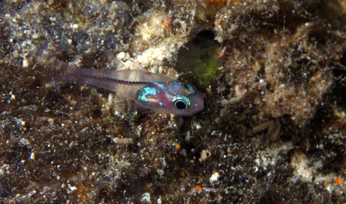 Indian cardinalfish (Apogon indicus) — Apogonidae