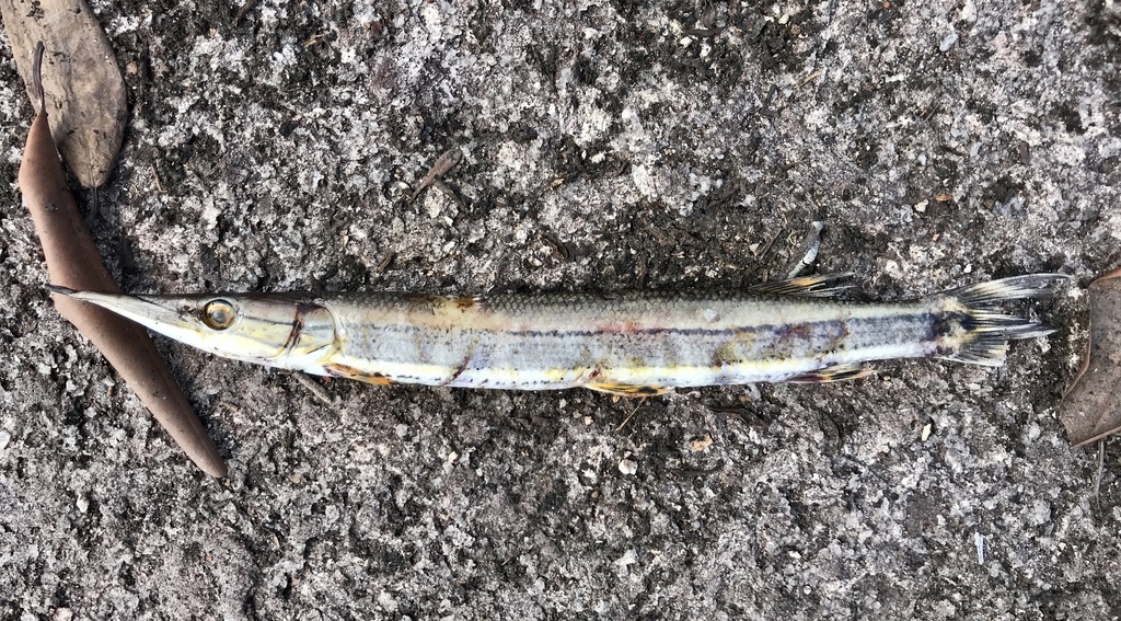 Striped Pike-Characin