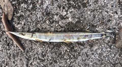 Boulengerella lateristriga