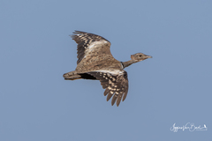 Savile's Bustard photo 2