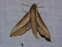 Theretra queenslandi