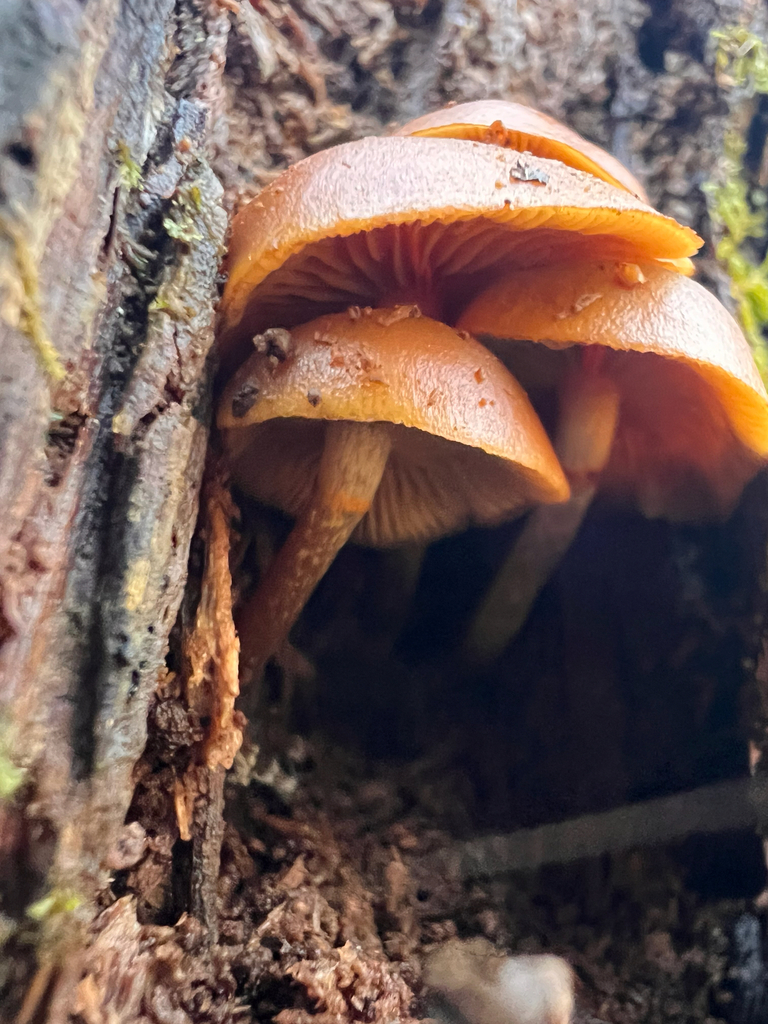 Galerina marginata · November 2025 · photo: © bdthomas (iNaturalist, cc-by)
