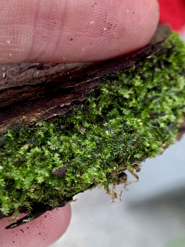 Isopterygium Moss (Isopterygium tenerum)