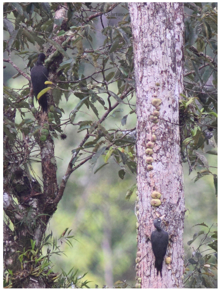 Southern Sooty-Woodpecker illustration