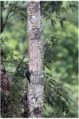 Mulleripicus fuliginosus
