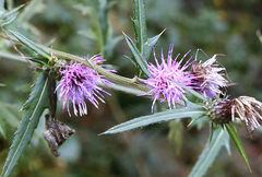 Cirsium