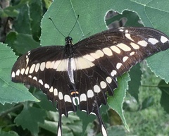 Heraclides thoas brasiliensis