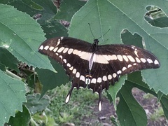 Heraclides thoas brasiliensis