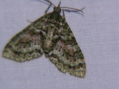Tympanota perophora