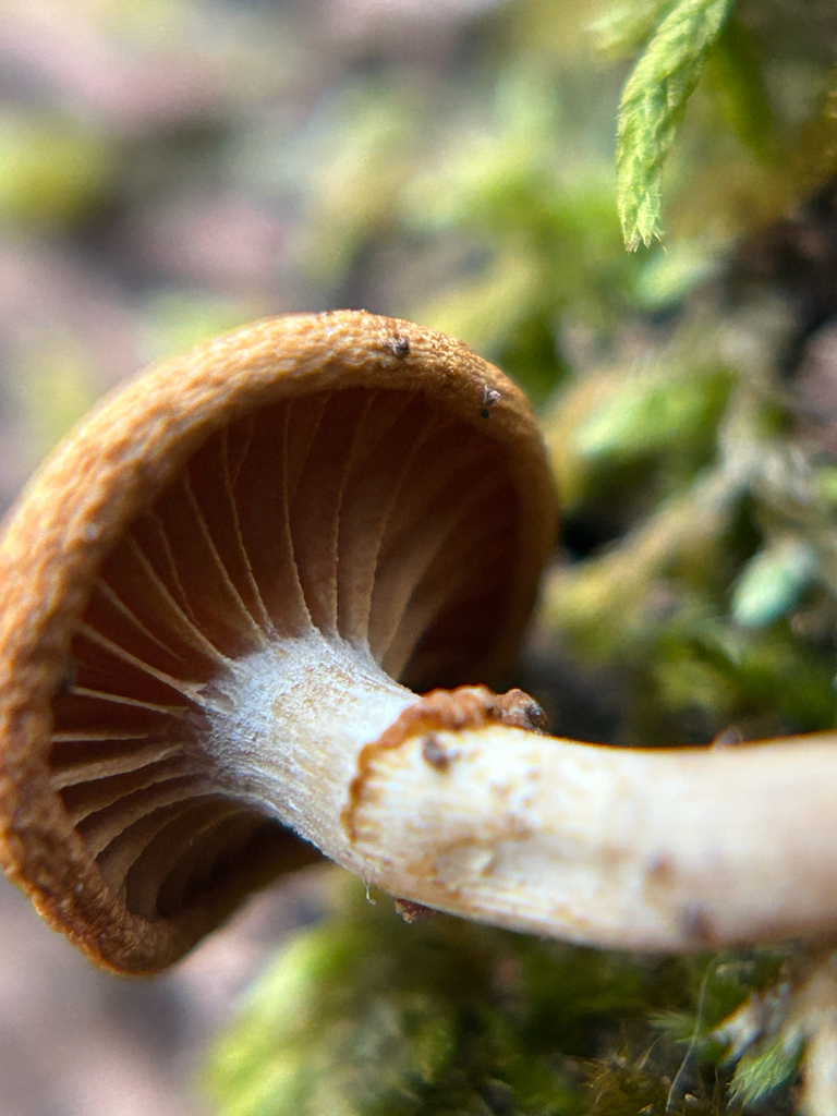 Galerina marginata · November 2025 · photo: © kefreecomo (iNaturalist, cc-by)