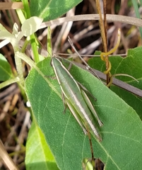 Aptenopedes sphenarioides