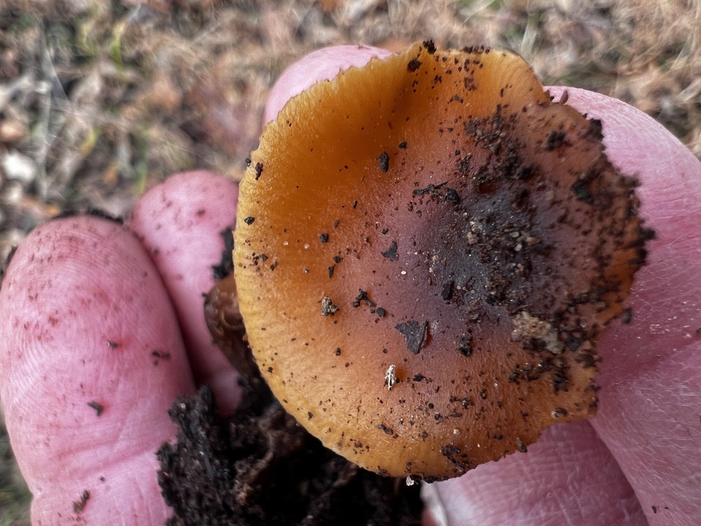 Galerina marginata · November 2025 · photo: © imasongster (iNaturalist, cc-by)