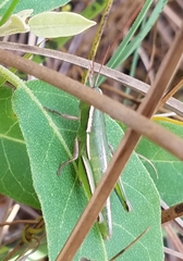Aptenopedes sphenarioides