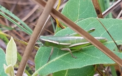 Aptenopedes sphenarioides