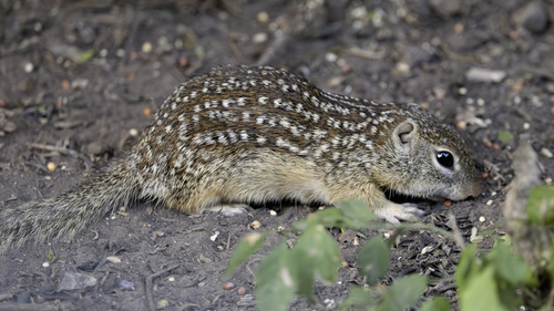 Rio Grande Ground Squirrel observed by jefflewisnature