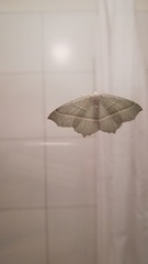 Campaea margaritaria