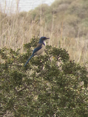 Aphelocoma insularis