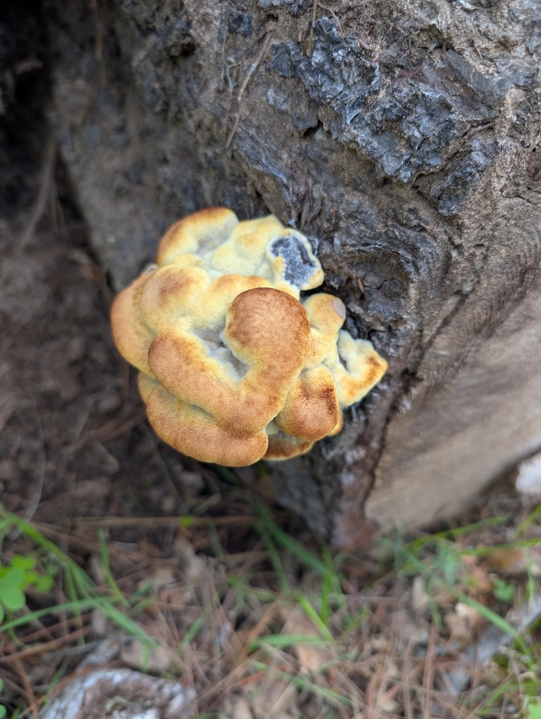 Phaeolus hispidoides · November 2025 · photo: © akbirder (iNaturalist, cc-by)
