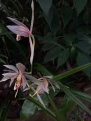 Orchidaceae