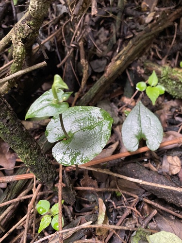 Forest Kappie (Disperis lindleyana)