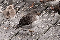Calidris maritima