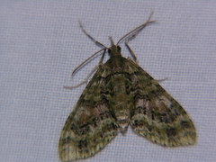 Tympanota perophora