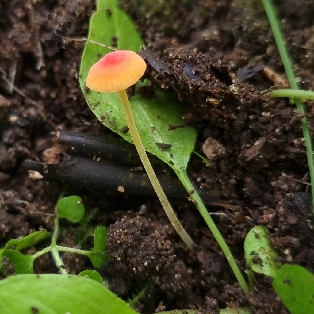 Pruinomycena acicula · November 2025 · photo: © bentho (iNaturalist, cc-by)