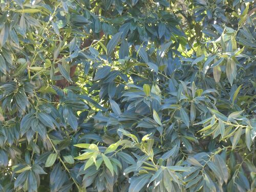 Cocculus laurifolius observed 2025-11-27