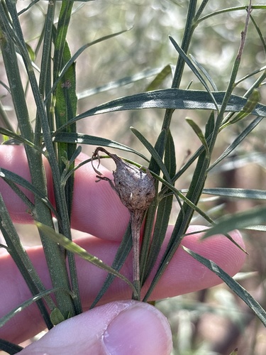 Unknown species found near N Bowman Springs Rd, Arlington, TX, US