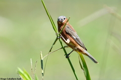 Sporophila cinnamomea