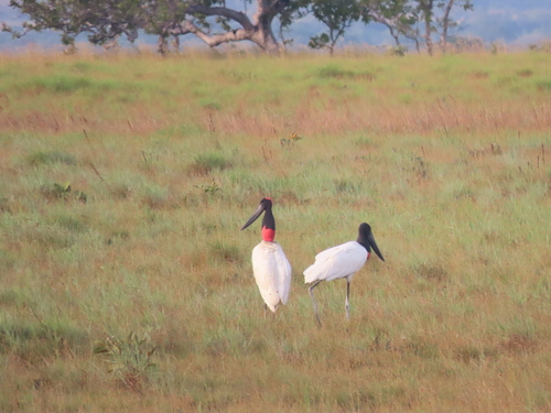Jabiru
