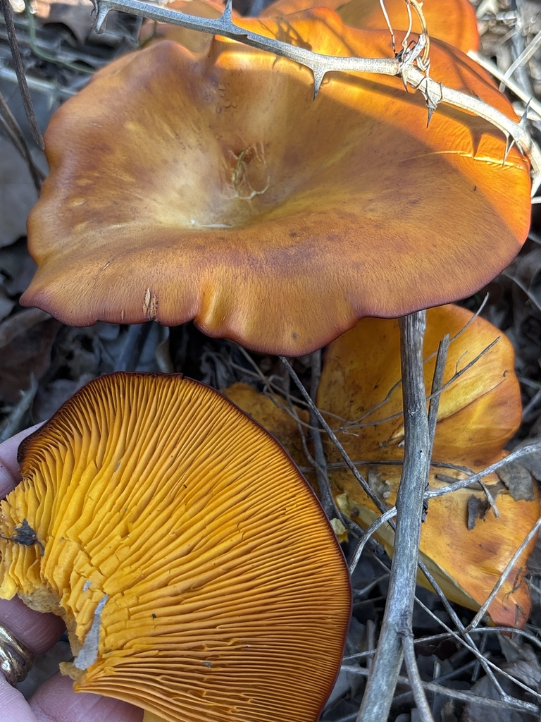 Omphalotus subilludens · November 2025 · photo: © sambiology (iNaturalist, cc-by)