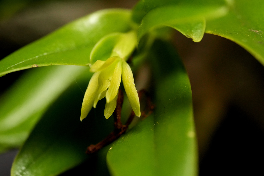 Epidendrum insulanum