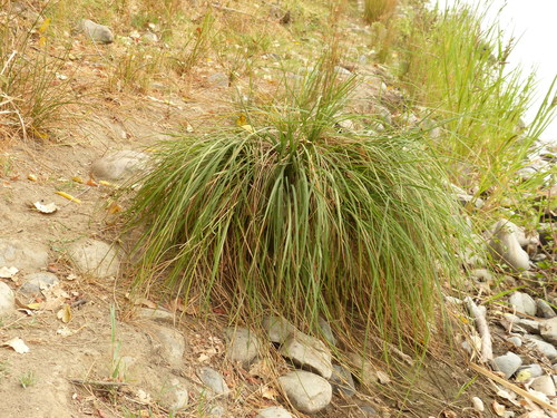 California black-flowering sedge foliage