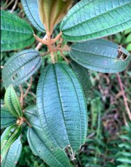 Miconieae