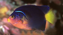 Blue Mauritius Angelfish photo 2