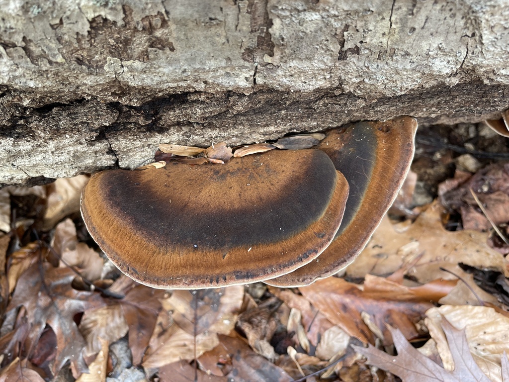 Ischnoderma resinosum · November 2025 · photo: © irabike (iNaturalist, cc0)