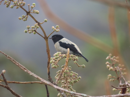 Saíra-de-cabeça-preta (whitelyi)