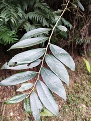 Glochidion acuminatum