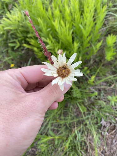 Callilepis laureola, photograph 3