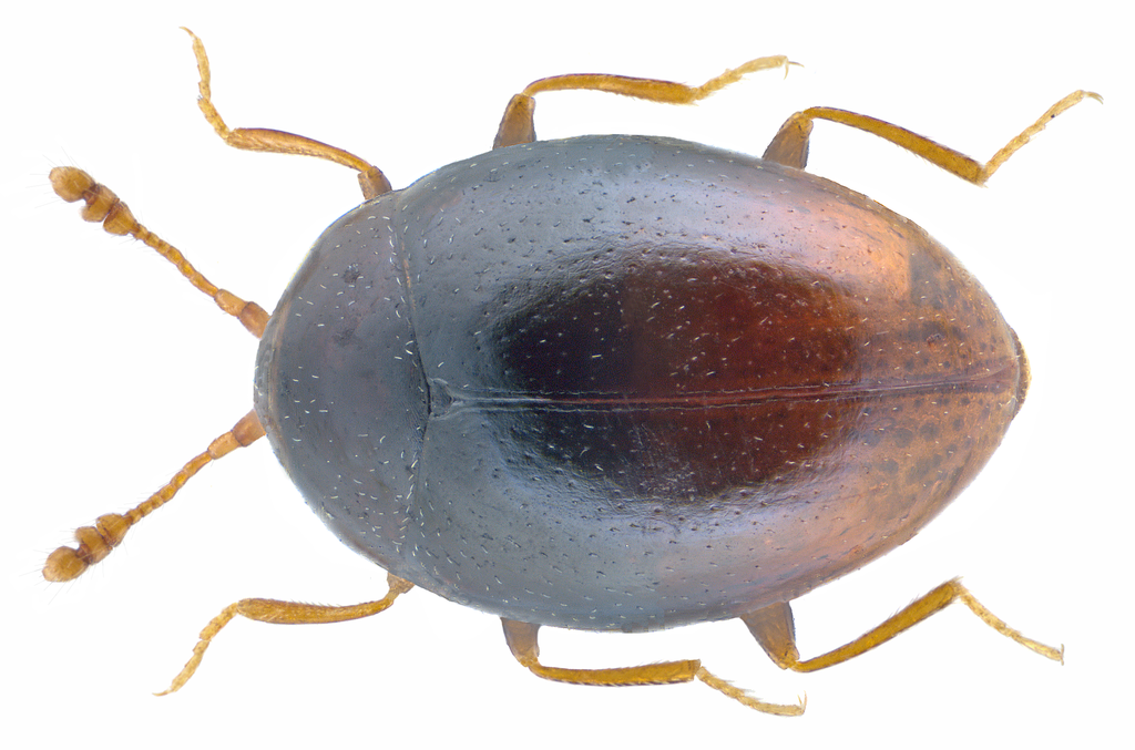 Silken fungus beetle