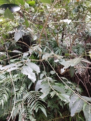 Glochidion acuminatum