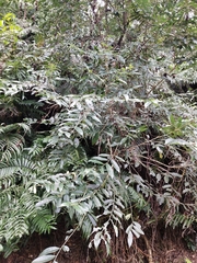 Glochidion acuminatum