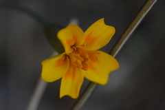 Tagetes lunulata